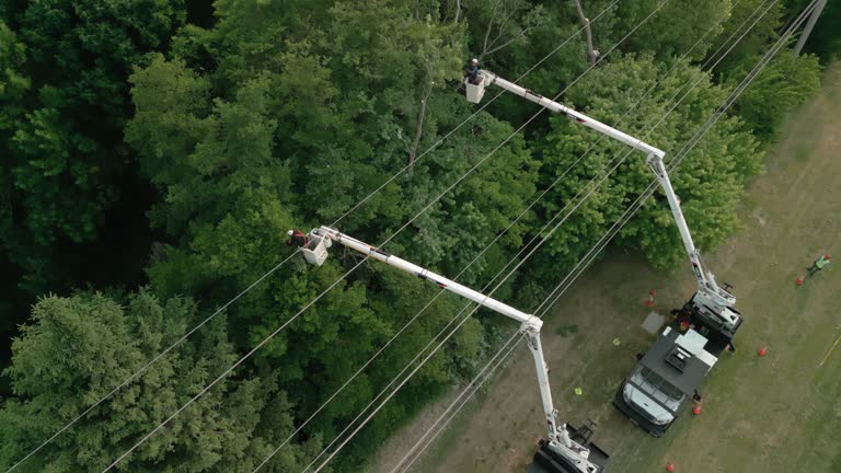 How Our Tree Care Process Works  in Jamul, CA